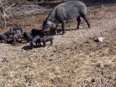Registered Large Black piglets