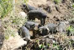 Mangalitsa Wooly pigs For Sale