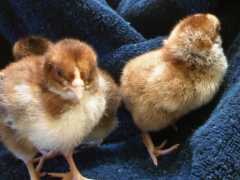 Dorking chicks