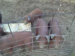 Red Wattle Piglets
