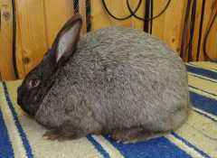 CHOCOLATE SILVER FOX BUCK