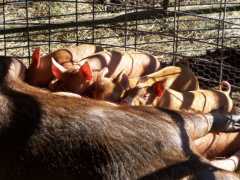 TAMWORTH PIGS : New Bloodlines!!