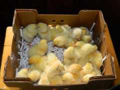 WHITE  Chanteclers - The Best Genetics in the USA