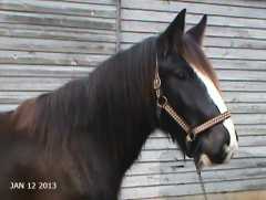 Kohler's Moonlight Kohl (ASHA#23388-S)