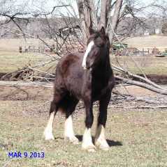 Kohler's Moonlight Argo (ASHA#23389-S)