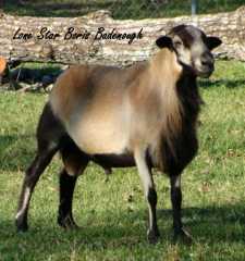 Quality Barbados Blackbelly Breeding Stock.