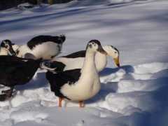 Magpie duck hatching eggs