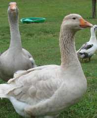 NPIP American Blue/Lavender Goslings -Order NOW!!