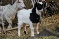 Registered Myotonic "fainting" goat kids for sale