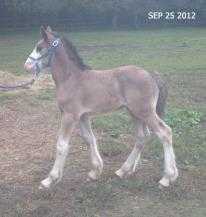 Kohler's Moonlight Sallie