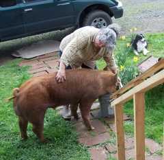 Colorado Joe - 2005 Boar
