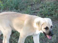 Two female Anatolian Shepherd puppies 