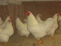 FROM Fayrehale Chantecler hatching eggs sold in 2012