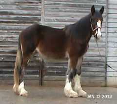 Jenson Diplomat Maverick (ASHA#20261-G)