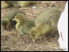 NPIP Cotton Patch Goslings - Two Bloodlines