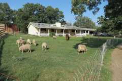 Complete Gulf Coast Sheep Flock For Sale