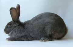 American Blue and White heritage rabbits