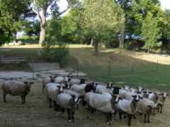 CVM Ewes