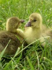 Cotton Patch Geese-Original Tom Walker Line