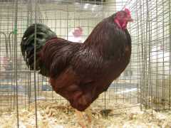 Large Fowl Buckeyes - J Squared Farms