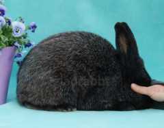 Black, Blue &amp; Chocolate Silver Foxes