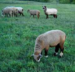 CVM Sheep