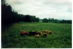 HIGHLAND CATTLE ALL AGES, COLORS, BULL. COWS . 