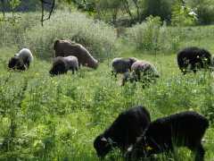 Registered Navajo Churro Sheep