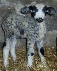 CVM spotted lamb