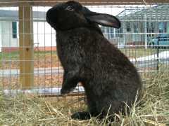 Critical Silver Fox - Black 