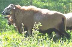 WANTED--new Barbados Blackbelly bloodlines