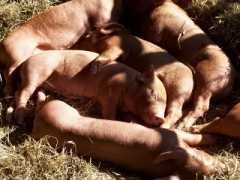 Pig Pile Up - Sleeping in the Sun