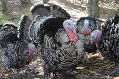 Narragansett turkey hatching eggs