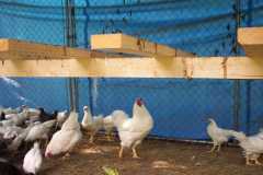 Mature Chantecler Cock &amp; Hen in the grow pen w/ youngsters