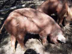 Reg.Red Wattle boars/feeder piglets