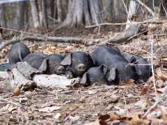 registered LB and RW mix-Black Wattles