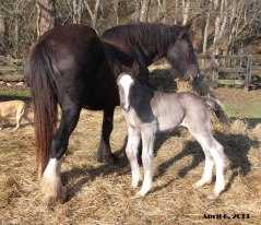 Kohler's Moonlight Train