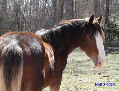 Kohler's Moonlight Neo 