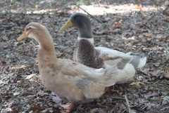 Saxony duck hatching eggs