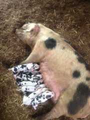 Gloucestershire Old Spots breeding stock