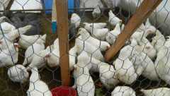 Winter quarters - open wire door