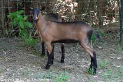 Oberhasli Doeling