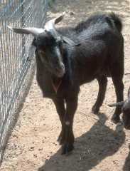 Syfan Black Spanish Goats