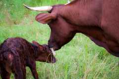 Heritage Livestock Program Volunteership