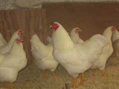 Chantecler,  White large fowl