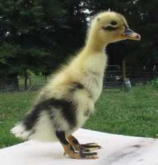 NPIP Ancona Ducks - Taking orders NOW!