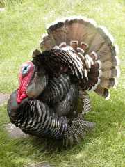 Standard Bronze Poults