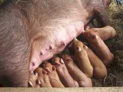 Another Mom and Babies