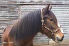 Kohler's Moonlight Carl