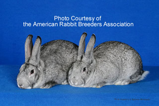 American Chinchilla Rabbits